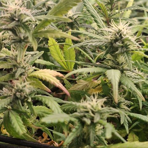 OG Kush (Stecklinge) growlog timeline photo