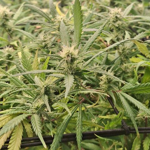 OG Kush (Stecklinge) growlog timeline photo