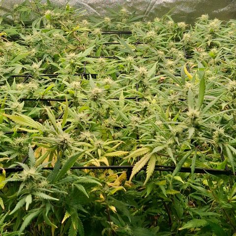 OG Kush (Stecklinge) growlog timeline photo