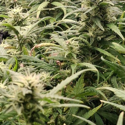 OG Kush (Stecklinge) growlog timeline photo