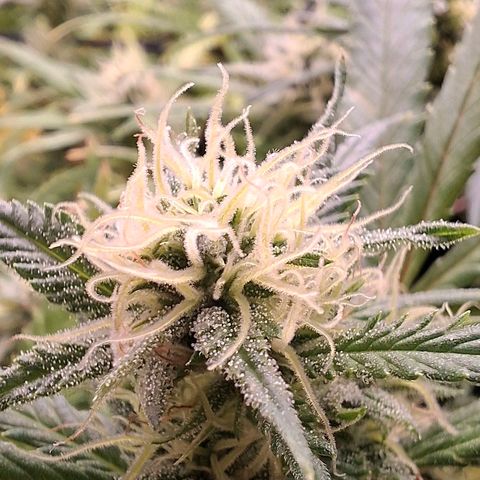 OG Kush (Stecklinge) growlog timeline photo
