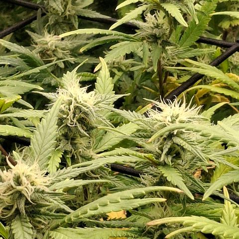 OG Kush (Stecklinge) growlog timeline photo
