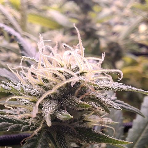 OG Kush (Stecklinge) growlog timeline photo