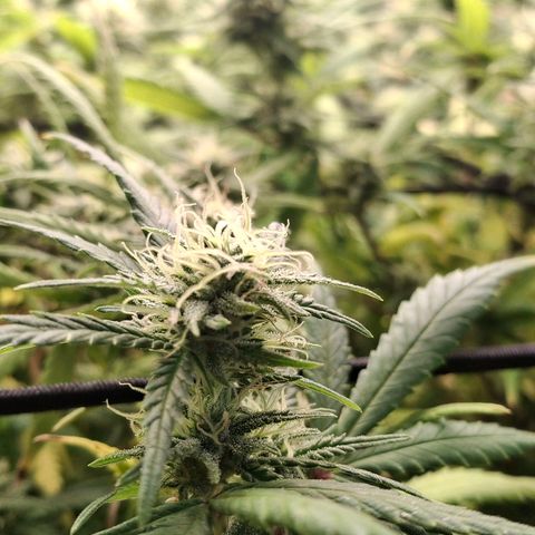 OG Kush (Stecklinge) growlog timeline photo