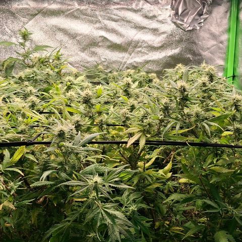OG Kush (Stecklinge) growlog timeline photo