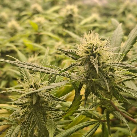 OG Kush (Stecklinge) growlog timeline photo