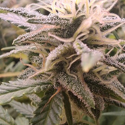 OG Kush (Stecklinge) growlog timeline photo