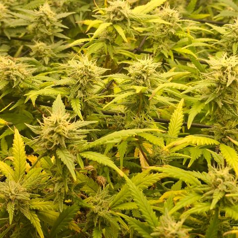 OG Kush (Stecklinge) growlog timeline photo
