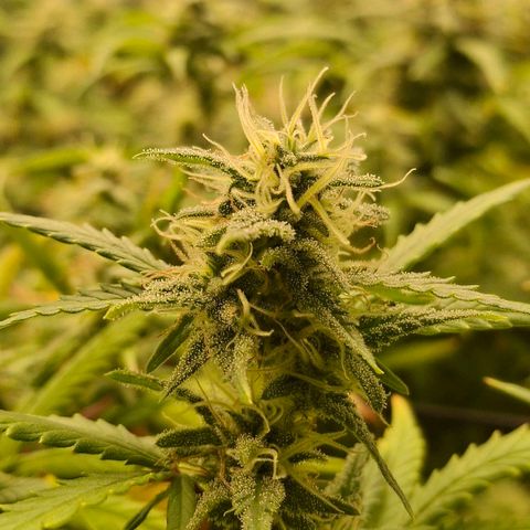 OG Kush (Stecklinge) growlog timeline photo