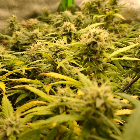 OG Kush (Stecklinge) growlog timeline photo