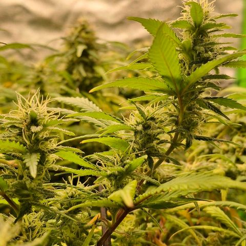 OG Kush (Stecklinge) growlog timeline photo