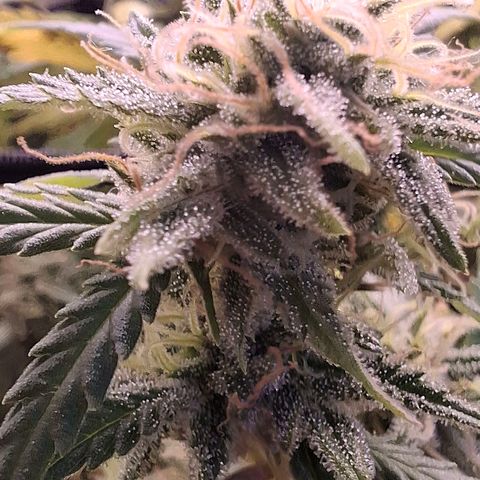 OG Kush (Stecklinge) growlog timeline photo