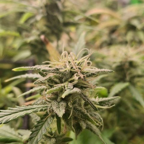 OG Kush (Stecklinge) growlog timeline photo