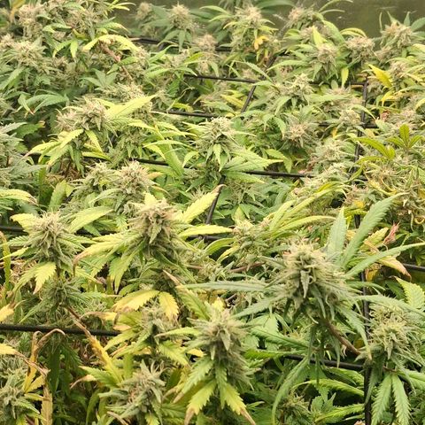 OG Kush (Stecklinge) growlog timeline photo