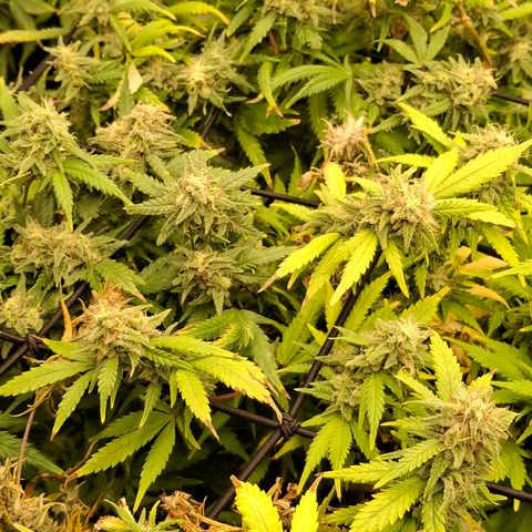 OG Kush (Stecklinge) growlog timeline photo