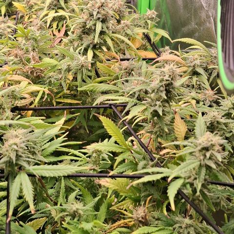 OG Kush (Stecklinge) growlog timeline photo