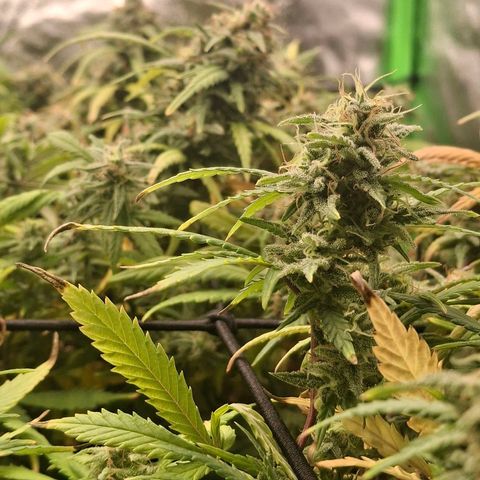 OG Kush (Stecklinge) growlog timeline photo