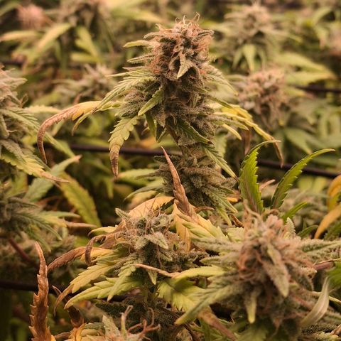 OG Kush (Stecklinge) growlog timeline photo