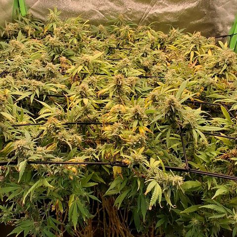 OG Kush (Stecklinge) growlog timeline photo
