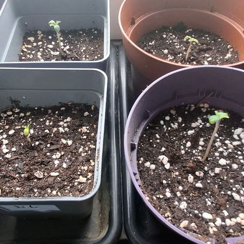 Nothern Lights GP & Sundae Driver  growlog timeline photo