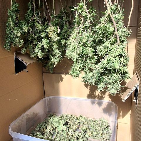 OG Kush (Stecklinge) growlog photo: Große Blätter entfernt  großer Karton, 3-5 Wochen in Dunkelheit.