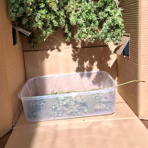OG Kush (Stecklinge) growlog photo: Große Blätter entfernt  großer Karton, 3-5 Wochen in Dunkelheit.