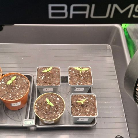 Nothern Lights GP & Sundae Driver  growlog timeline photo