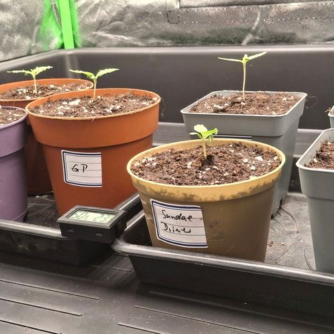 Nothern Lights GP & Sundae Driver  growlog timeline photo