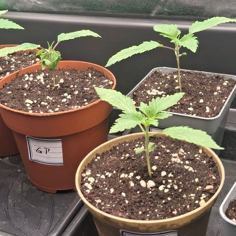Nothern Lights GP & Sundae Driver  growlog photo: 6 days later 👌