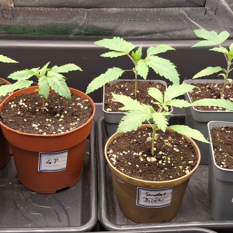 Nothern Lights GP & Sundae Driver  growlog timeline photo