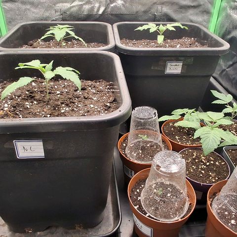 Nothern Lights GP & Sundae Driver  growlog timeline photo