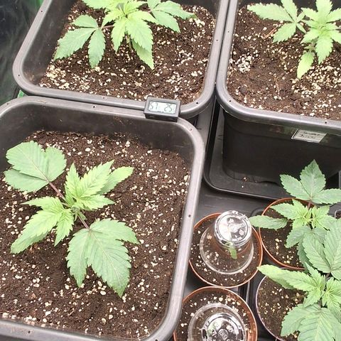 Nothern Lights GP & Sundae Driver  growlog timeline photo