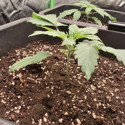 Nothern Lights GP & Sundae Driver  growlog timeline photo