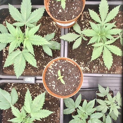 Nothern Lights GP & Sundae Driver  growlog timeline photo