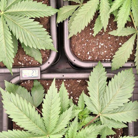 Nothern Lights GP & Sundae Driver  growlog timeline photo