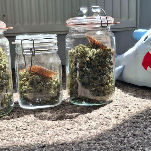 OG Kush (Stecklinge) growlog timeline photo