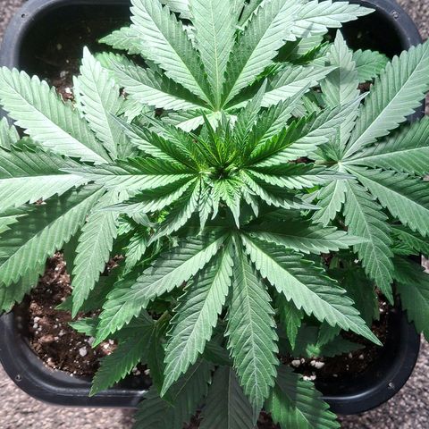 Nothern Lights GP & Sundae Driver  growlog photo: Before LST & topping