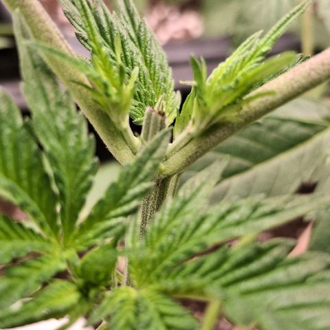 Nothern Lights GP & Sundae Driver  growlog photo: After 