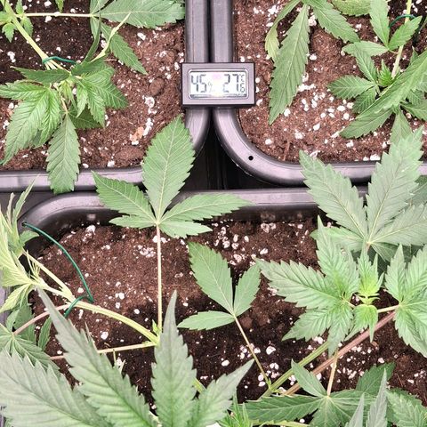 Nothern Lights GP & Sundae Driver  growlog photo: After 