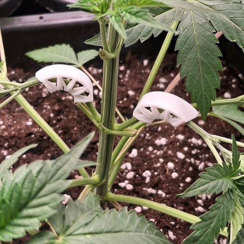 Nothern Lights GP & Sundae Driver  growlog photo: After 