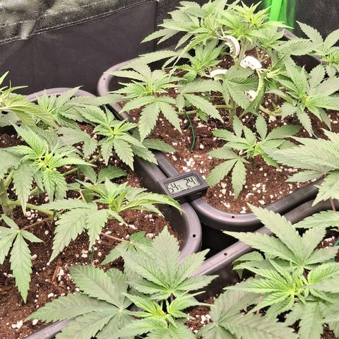 Nothern Lights GP & Sundae Driver  growlog timeline photo