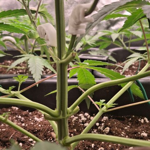 Nothern Lights GP & Sundae Driver  growlog timeline photo
