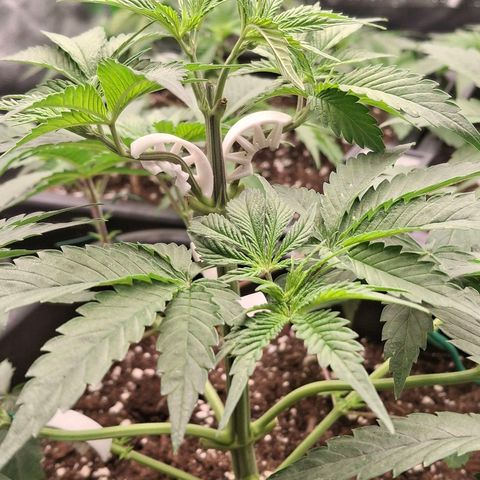 Nothern Lights GP & Sundae Driver  growlog timeline photo