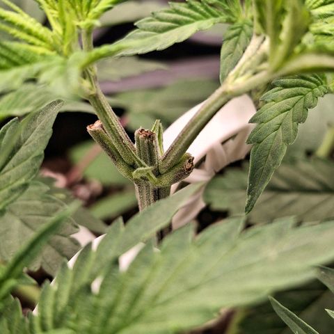Nothern Lights GP & Sundae Driver  growlog timeline photo
