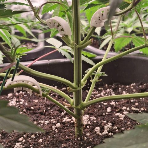 Nothern Lights GP & Sundae Driver  growlog timeline photo