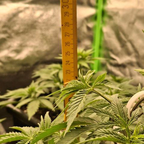 Nothern Lights GP & Sundae Driver  growlog timeline photo