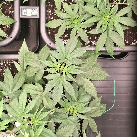 Nothern Lights GP & Sundae Driver  growlog timeline photo