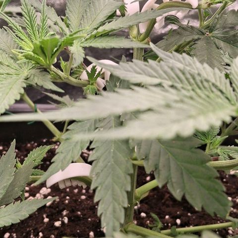 Nothern Lights GP & Sundae Driver  growlog timeline photo
