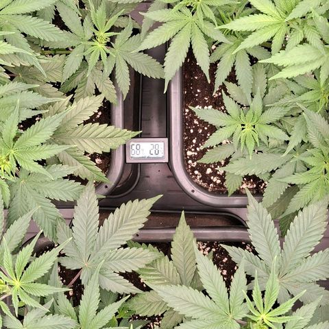 Nothern Lights GP & Sundae Driver  growlog timeline photo