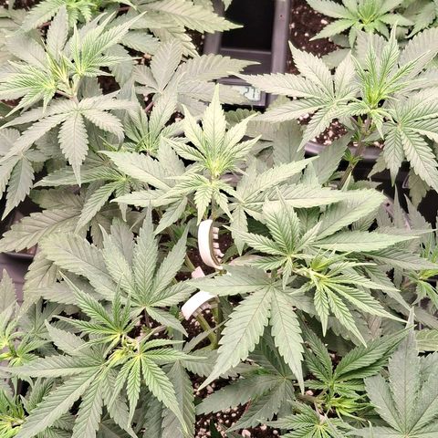 Nothern Lights GP & Sundae Driver  growlog timeline photo